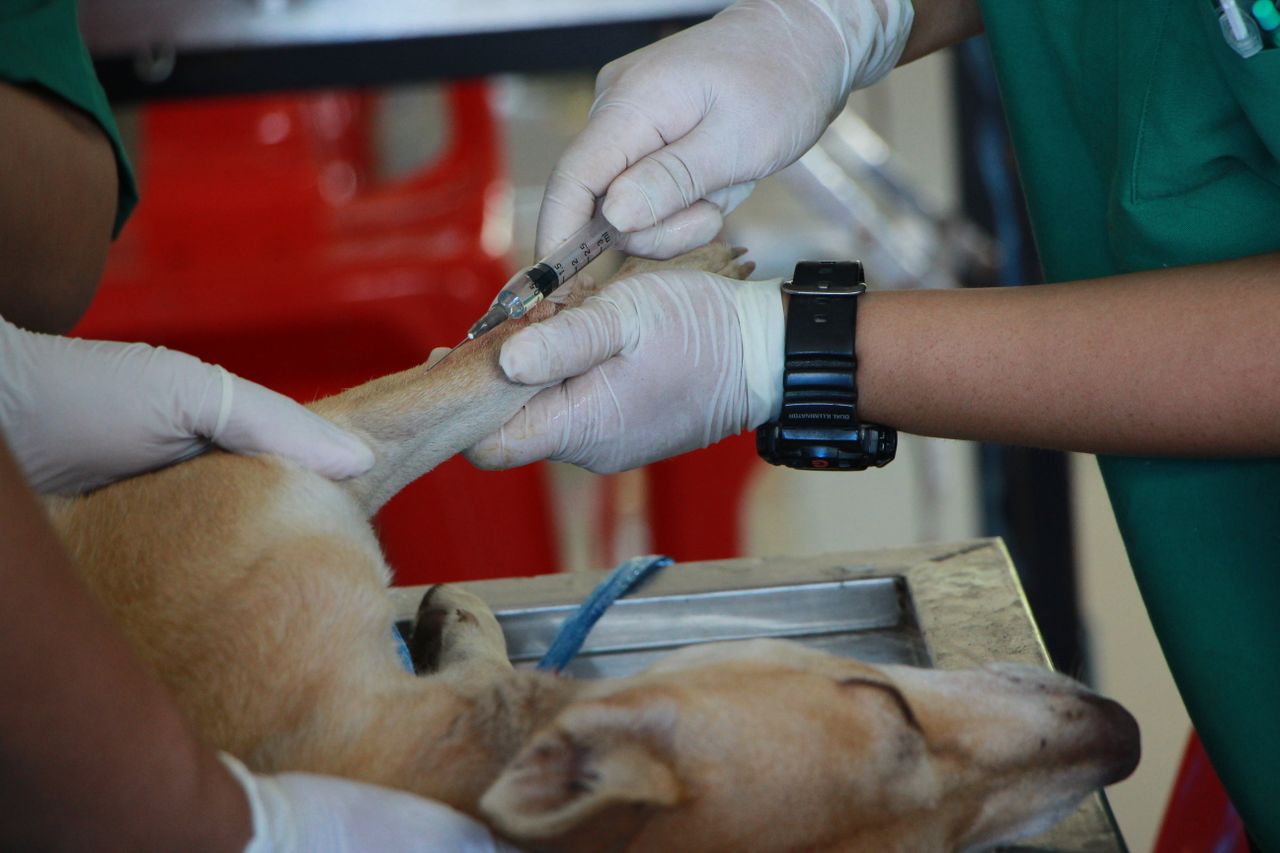 Chennai Corporation Vaccinates Over One Lakh Stray Dogs Against Rabies