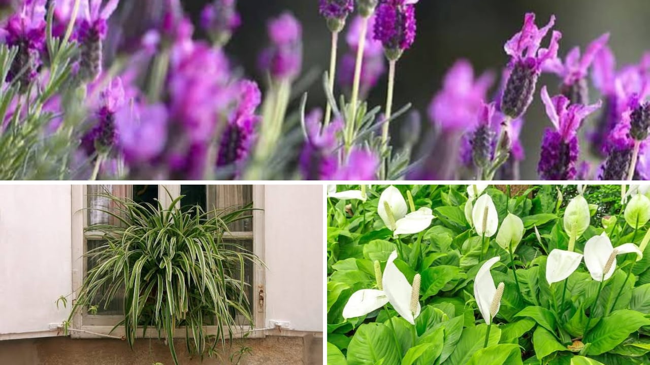 Benefits of Houseplants: घर में पौधे लगाने से मिल सकते हैं ये फायदे, एलर्जी से लेकर नींद तक में मददगार