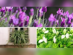 Benefits of Houseplants: घर में पौधे लगाने से मिल सकते हैं ये फायदे, एलर्जी से लेकर नींद तक में मददगार