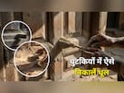 दरवाजे की चौखट के खांचों में फंसी धूल ऐसे होगी साफ, क्लीनिंग एक्सपर्ट ने बताया आसान तरीका