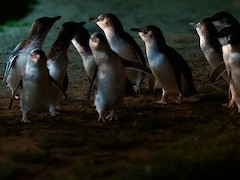 How Phillip Island's Little Penguins Were Brought Back From The Brink