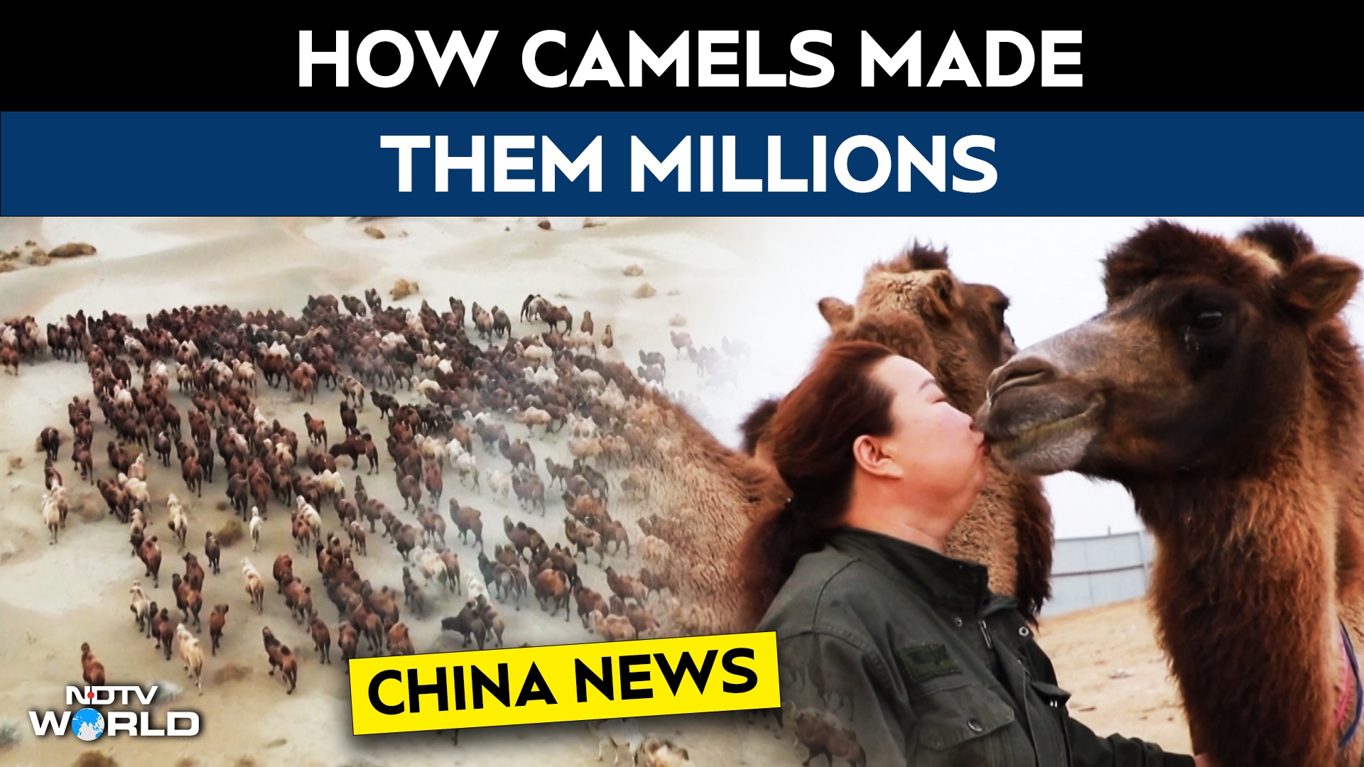 From Losses To Millions: Gobi Couple Builds Camel Milk Business By Bonding With Camels