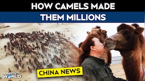 From Losses To Millions: Gobi Couple Builds Camel Milk Business By Bonding With Camels