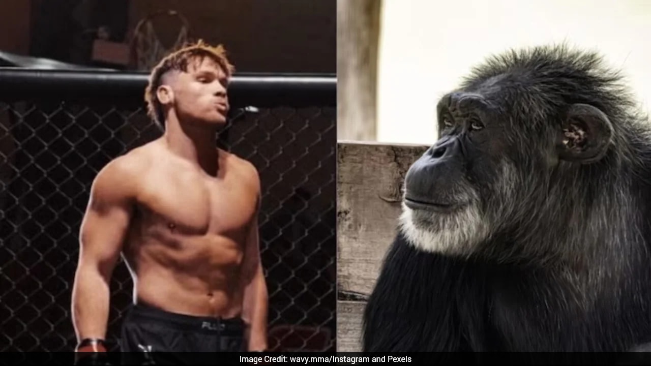 Man Vs Chimpanzee: MMA Fighter's Fight Plan Ends With Call To Protect Wildlife