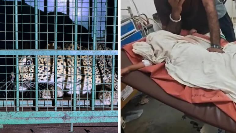 मां के पास से मासूम को जबड़े में दबाकर ले गया था तेंदुआ, वन विभाग के पिंजरे में हुआ कैद