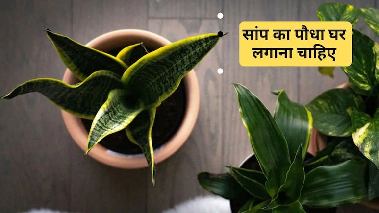 बेडरूम में स्नेक प्लांट रखने से क्या होता है? स्नेक प्लांट को घर में कहां रखना चाहिए, जान&zwj;िए यहां