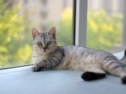 House Cats Can Help Unlock Better Cancer Treatments For Humans: Study