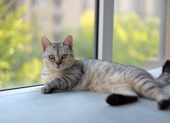 House Cats Can Help Unlock Better Cancer Treatments For Humans: Study
