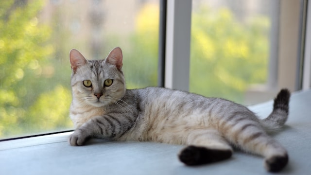 House Cats Can Help Unlock Better Cancer Treatments For Humans: Study