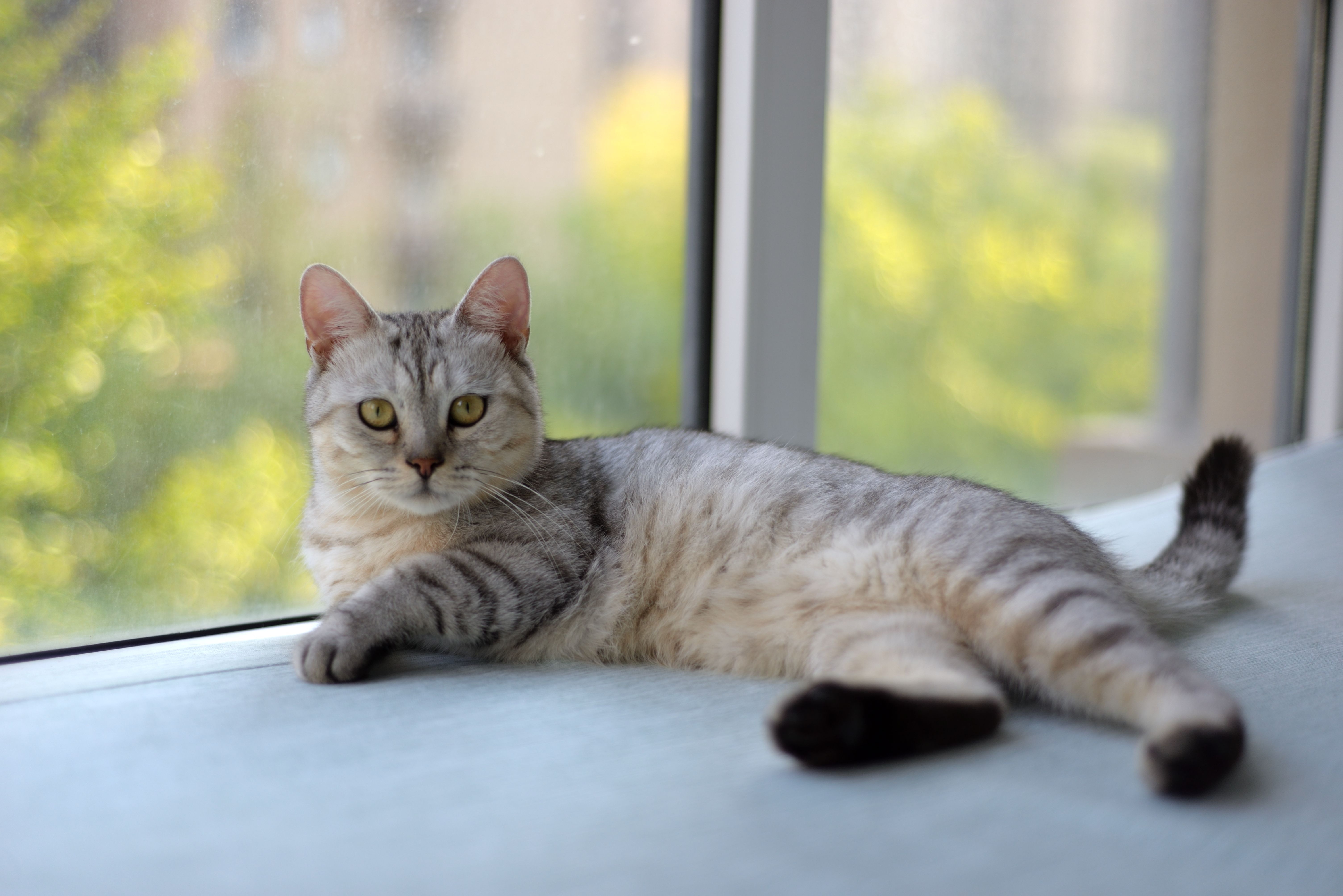 House Cats Can Help Unlock Better Cancer Treatments For Humans: Study