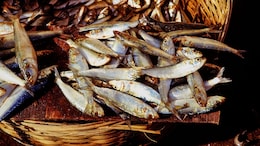 Not Just Fish, Nepal's Floodwater May Endanger Safe Food Supply In Bihar: What Doctors Say
