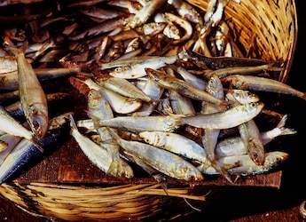 Not Just Fish, Nepal's Floodwater May Endanger Safe Food Supply In Bihar: What Doctors Say