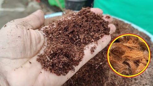 पौधों में कोकोपीट डालने से क्या होता है? गार्डनिंग एक्सपर्ट ने बताया घर पर फ्री में कोकोपीट कैसे बनाएं