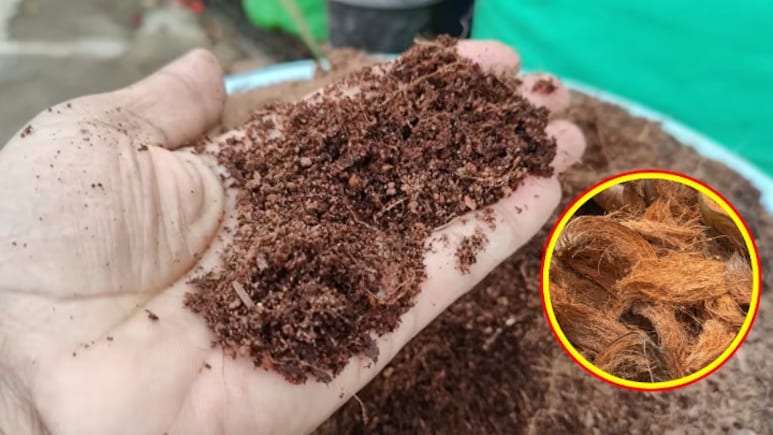 पौधों में कोकोपीट डालने से क्या होता है? गार्डनिंग एक्सपर्ट ने बताया घर पर फ्री में कोकोपीट कैसे बनाएं