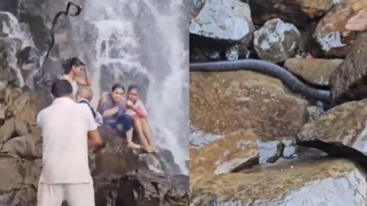 Snake drops onto man carrying child at Maharashtra waterfall in video