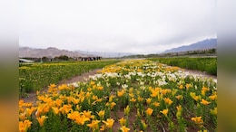 25 Lakh Flowers At 10,600 Feet: Ladakh's Twin Gardens Open Today