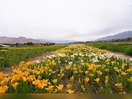 25 Lakh Flowers At 10,600 Feet: Ladakh's Twin Gardens Open Today