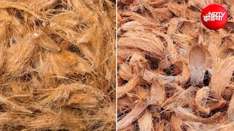 Coconut Husk DIY: कचरा नहीं हैं नारियल के छिलके, इन 3 तरीकों से करें इस्तेमाल, जानिए DIY हैक्स