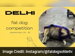Delhi In Election Mode: Instagram Poll To Pick City's 'Fattest Dog' Goes Viral