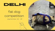 Delhi In Election Mode: Instagram Poll To Pick City's 'Fattest Dog' Goes Viral