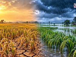Cyclone Arnab Triggers Flooding, Damages Paddy Crop In UP, Bihar