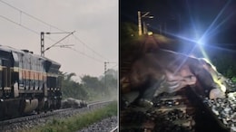 Female Elephant Dies After Being Hit By Train In Assam