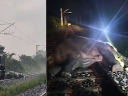 Female Elephant Dies After Being Hit By Train In Assam