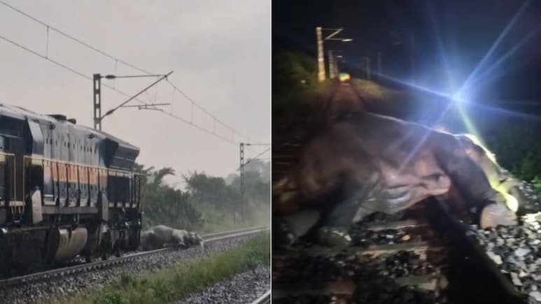 Female Elephant Dies After Being Hit By Train In Assam