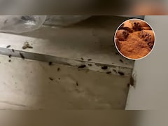 कॉकरोच और कीड़े-मकोड़े को भगाने के लिए 5 केमिकल-फ्री उपाय, तुरंत दिखेगा असर
