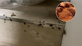 कॉकरोच और कीड़े-मकोड़े को भगाने के लिए 5 केमिकल-फ्री उपाय, तुरंत दिखेगा असर