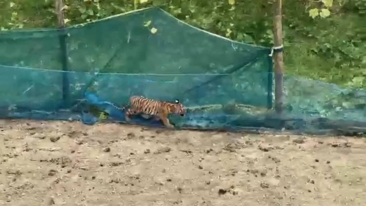 Video: Tiger Cub Trapped In Fishing Net Around Assam Kitchen Garden Rescued