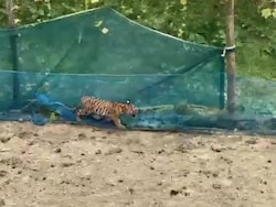 Video: Tiger Cub Trapped In Fishing Net Around Assam Kitchen Garden Rescued