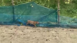 Video: Tiger Cub Trapped In Fishing Net Around Assam Kitchen Garden Rescued