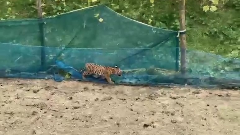 Video: Tiger Cub Trapped In Fishing Net Around Assam Kitchen Garden Rescued
