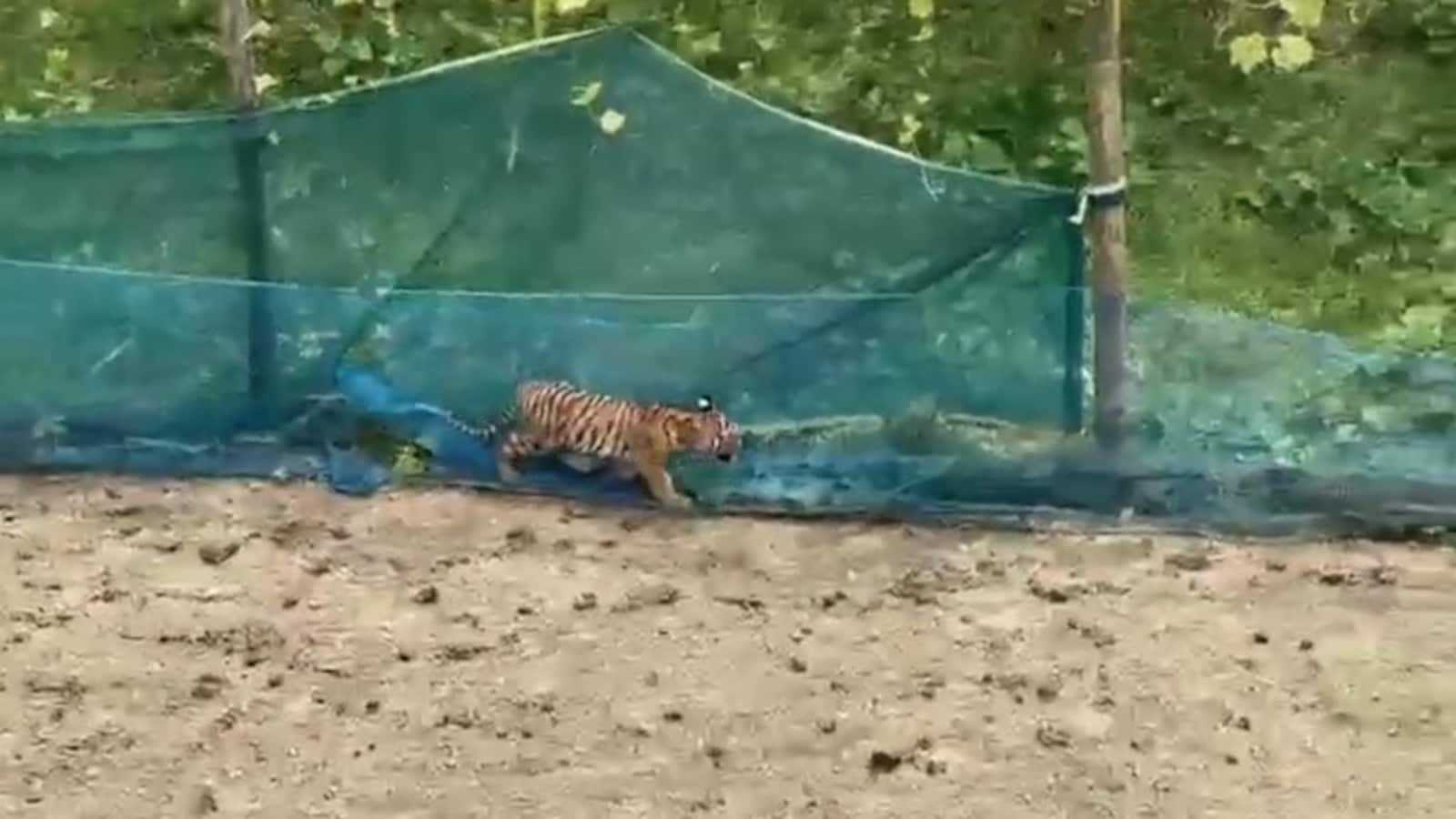 Tiger Cub Rescued from Garden Net and Released into Kaziranga National Park