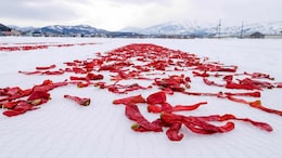 Why Are Red Chillies Left On Snow In Japan? The Answer Takes 3 Years