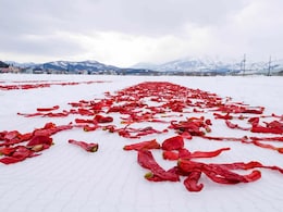 Why Are Red Chillies Left On Snow In Japan? The Answer Takes 3 Years