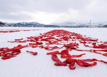 Why Are Red Chillies Left On Snow In Japan? The Answer Takes 3 Years Why Are Red Chillies Left On Snow In Japan? The Answer Takes 3 Years