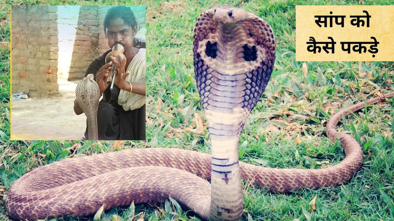 सपेरे ने बताया सांप भगाने का मंत्र,  घर में सांप न‍िकल जाए तो क्‍या करें, जान‍िए यहां