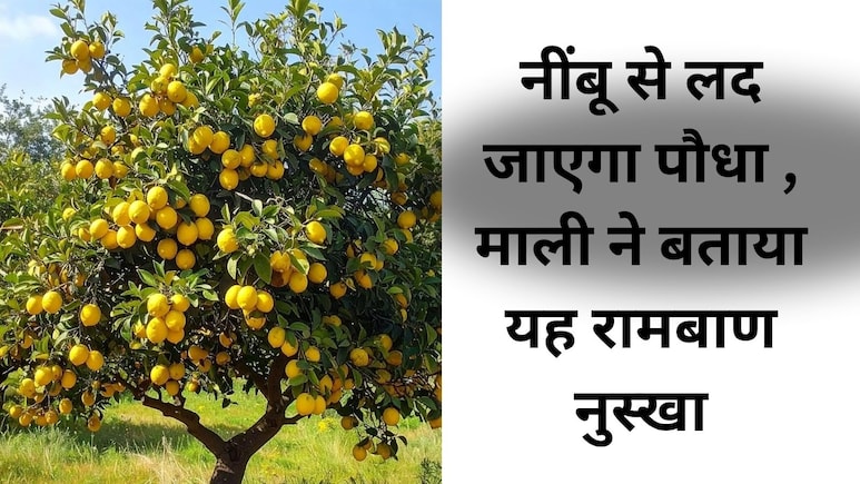 माली ने कहा नींबू का पौधा लगाते समय डाल दें यह 2 रुपये की सफेद चीज, फ&zwj;िर लद जाएगा नींबू से