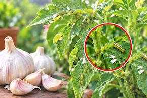 लहसुन से पौधों के लिए खाद कैसे बनाएं? गार्डिंग एक्सपर्ट ने बताया इसे डालने से पौधे में कभी भी नहीं लगेगा कीड़ा