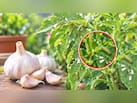 लहसुन से पौधों के लिए खाद कैसे बनाएं? गार्डिंग एक्सपर्ट ने बताया इसे डालने से पौधे में कभी भी नहीं लगेगा कीड़ा