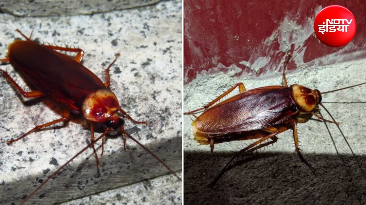 Cockroach Repellent: कपूर से कॉकरोच कैसे भगाएं? जानिए घर से तिलचट्टे भगाने के सबसे आसान घरेलू उपाय