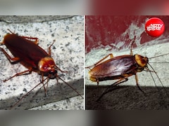 Cockroach Repellent: कपूर से कॉकरोच कैसे भगाएं? जानिए घर से तिलचट्टे भगाने के सबसे आसान घरेलू उपाय