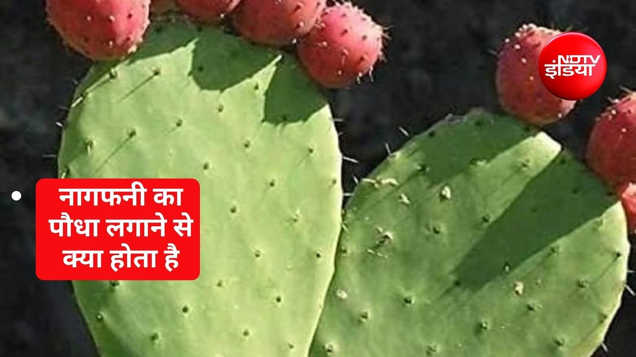 नागफनी का पौधा घर में लगाना चाहिए या नहीं