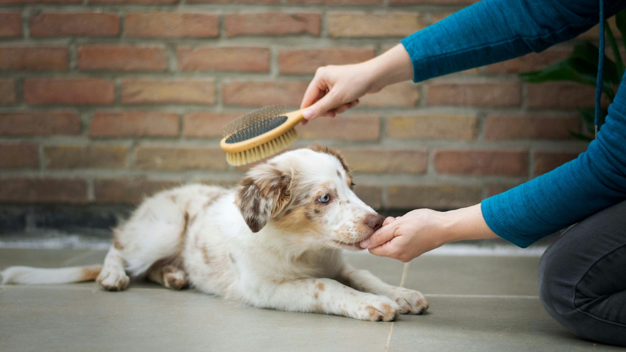 Why Some Fabrics Attract More Pet Hair: 10 Ways To Keep It Under Control Why Some Fabrics Attract More Pet Hair: 10 Ways To Keep It Under Control