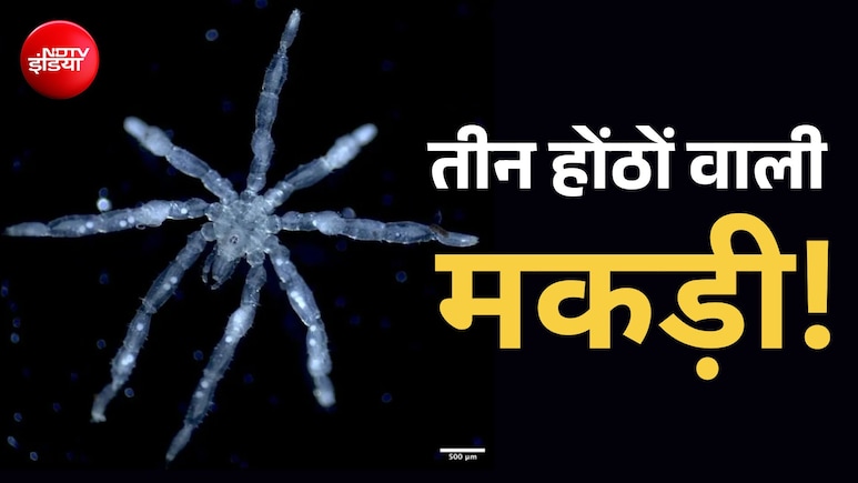 समंदर में मिली तीन होंठों वाली मकड़ी! चलने के काम नहीं आती इसकी टांग, जानिए कितनी खतरनाक