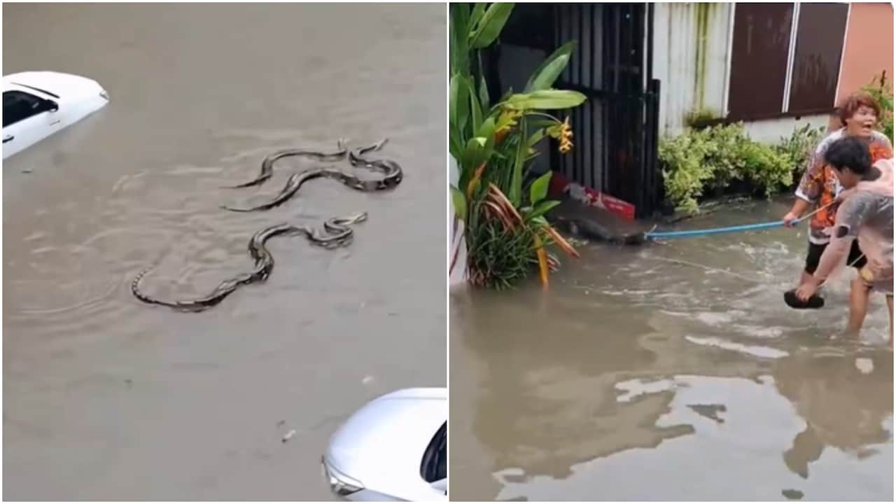 VIDEO: बैंकॉक में बाढ़ से बिगड़े हालात, गलियों में तैर रहे सांप और मगरमच्छ, शहर में 'आपदा' घोषित
