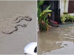 VIDEO: बैंकॉक में बाढ़ से बिगड़े हालात, गलियों में तैर रहे सांप और मगरमच्छ, शहर में 'आपदा' घोषित