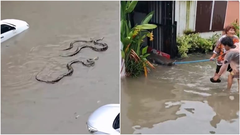VIDEO: बैंकॉक में बाढ़ से बिगड़े हालात, गलियों में तैर रहे सांप और मगरमच्छ, शहर में 'आपदा' घोषित